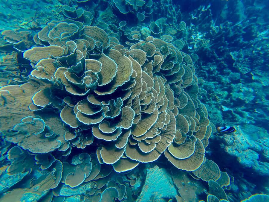 DAR ES SALAAM: MBUDYA ISLAND SNORKELING TOUR & BEACH VIBES - Mbudya Island beach time: white sand, shaded rest, and small adventures