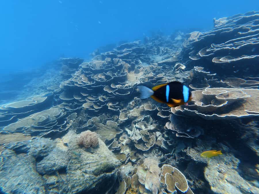 DAR ES SALAAM: MBUDYA ISLAND SNORKELING TOUR & BEACH VIBES - What’s actually included in the $130 price