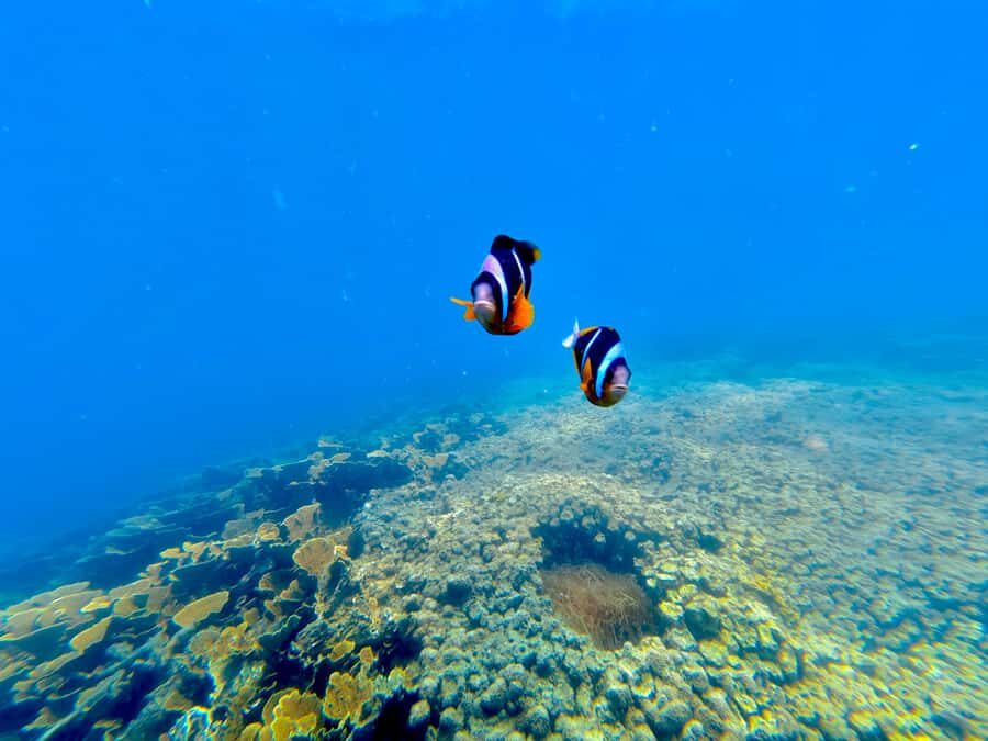 DAR ES SALAAM: MBUDYA ISLAND SNORKELING TOUR & BEACH VIBES - Guide Gefrida and the difference a great guide makes