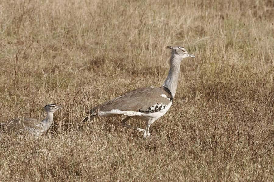 Dar es Salaam: Mikumi National Park Day Trip with Lunch - Key things to know before you go