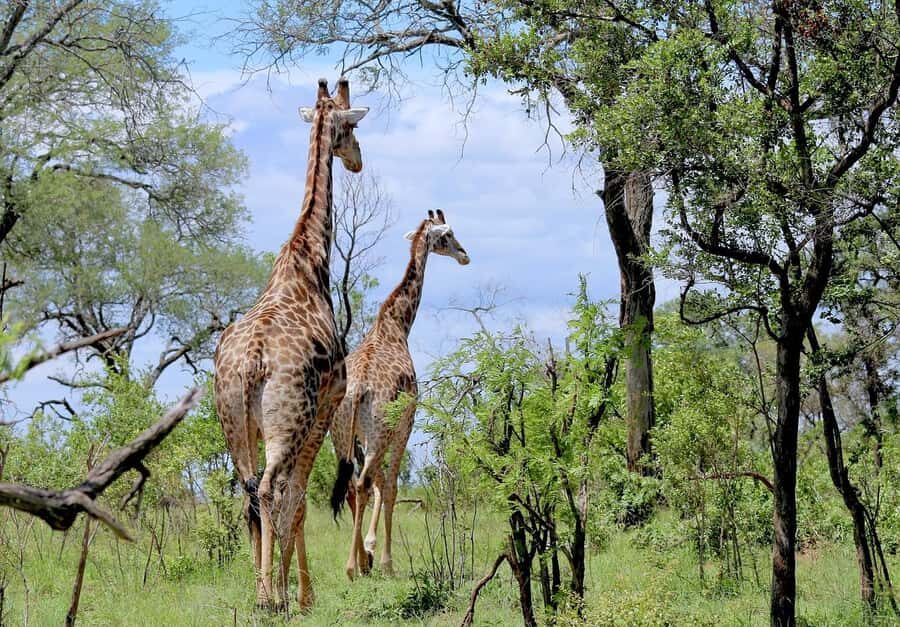 Dar es Salaam: Mikumi National Park Day Trip with Lunch - Dar es Salaam to Morogoro by train: the travel day you actually remember