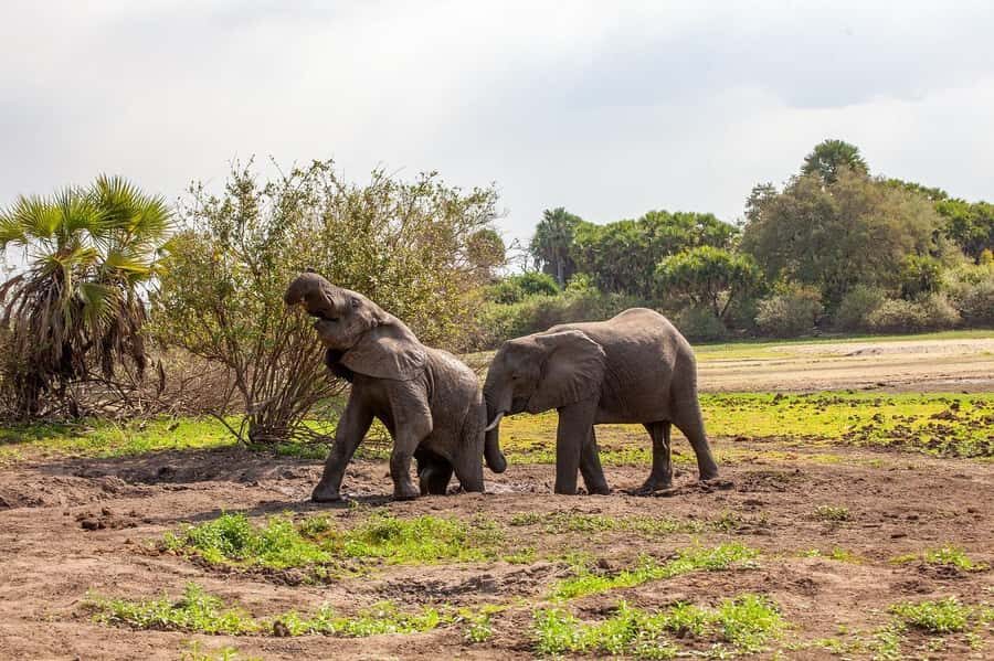 Dar es Salaam: Mikumi National Park Day Trip with Lunch - Afternoon sightings and the 4:00 PM main gate plan
