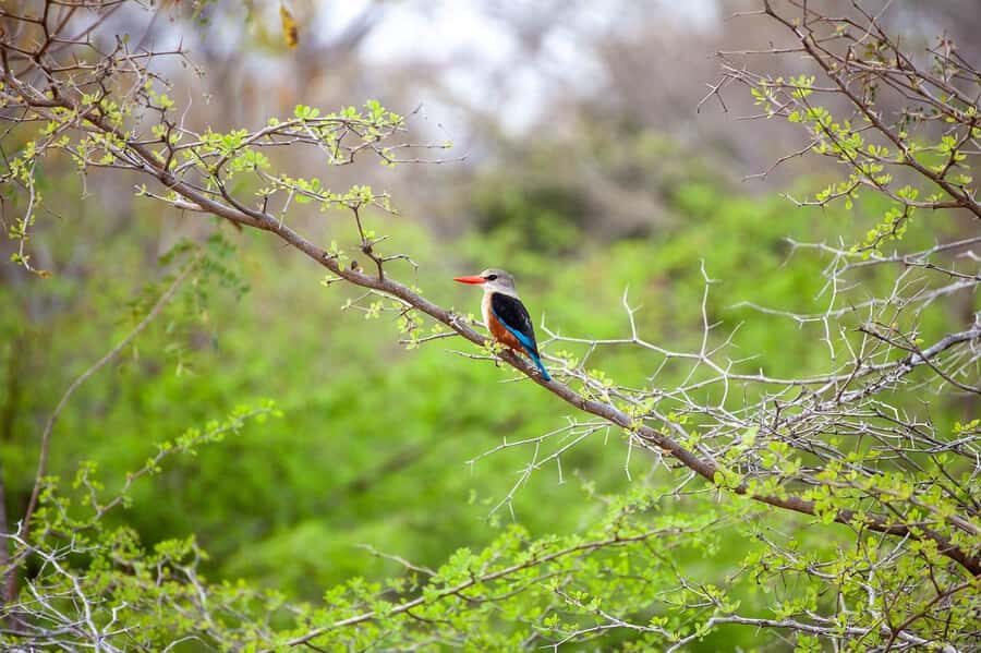 Dar es Salaam: Mikumi National Park Day Trip with Lunch - What to bring, and what to leave behind