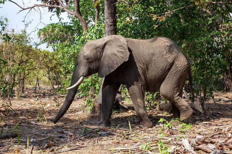 Dar es Salaam: Mikumi National Park Day Trip with Lunch - Should you book this Mikumi National Park day trip?
