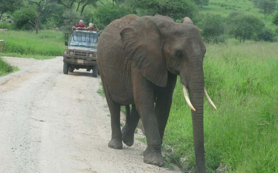 Dar Es Salaam: Overnight Safari at Mikumi National Park - Quick Hits for Mikumi in Two Days