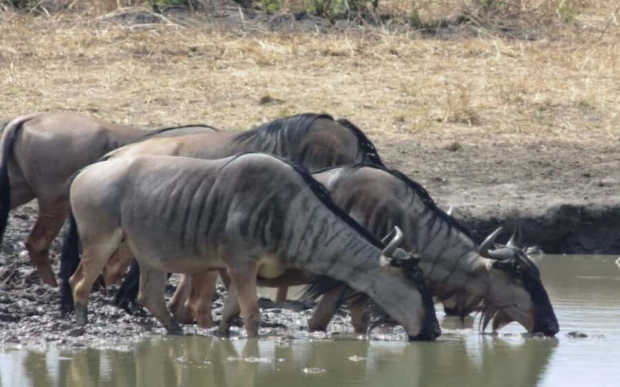 Dar Es Salaam: Overnight Safari at Mikumi National Park - Afternoon Game Drive in Mikumi: What You’re Really Looking For
