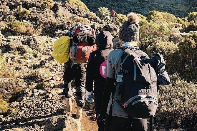 Day Hike to Mount Kilimanjaro (Mandara Hut) - Day Hike to Mandara Hut: The Real Goal (And Why It Works)