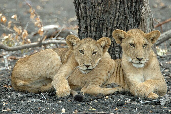 Day Safari tour to Selous Game Reserve from Zanzibar - From Zanzibar to Selous: the day starts before sunrise