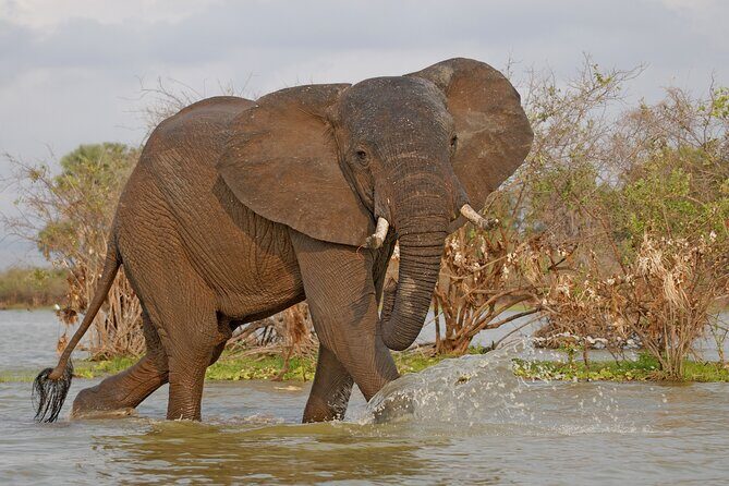 Day Safari tour to Selous Game Reserve from Zanzibar - Game drive style: close enough for photos, far enough to respect