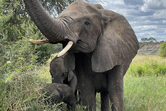 Day Tour to Tarangire National Park from Arusha - Tarangire National Park in a Single Day (From Arusha)