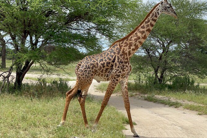 Day Tour to Tarangire National Park from Arusha - Price and What $274 Buys You (Value Check)