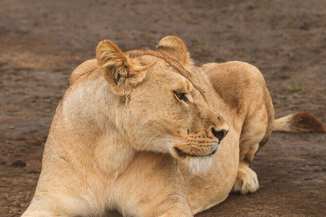 Day Tour to Tarangire National Park from Arusha - Inside Tarangire: Baobabs, Water, and the Best Spots for Scanning