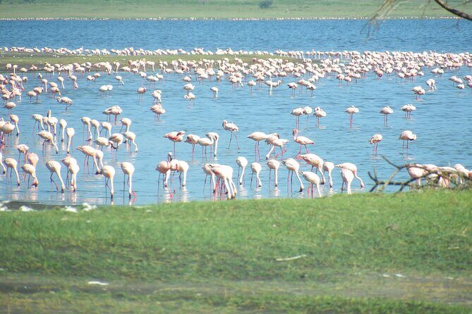 Day Tour to Tarangire National Park from Arusha - Wildlife Game Plan: What You Can Expect and What Takes Patience
