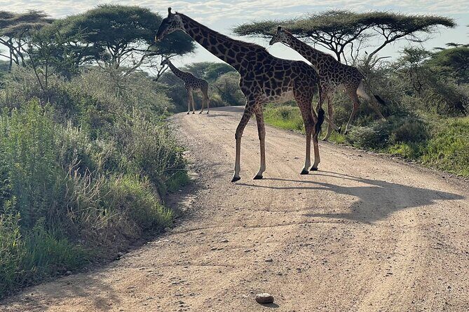 Day Tour to Tarangire National Park from Arusha - Lunch, Bottled Water, and Binoculars That Actually Help