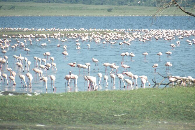 Day Tour to Tarangire National Park from Arusha - The Guide Matters: When Rama’s Name Comes Up
