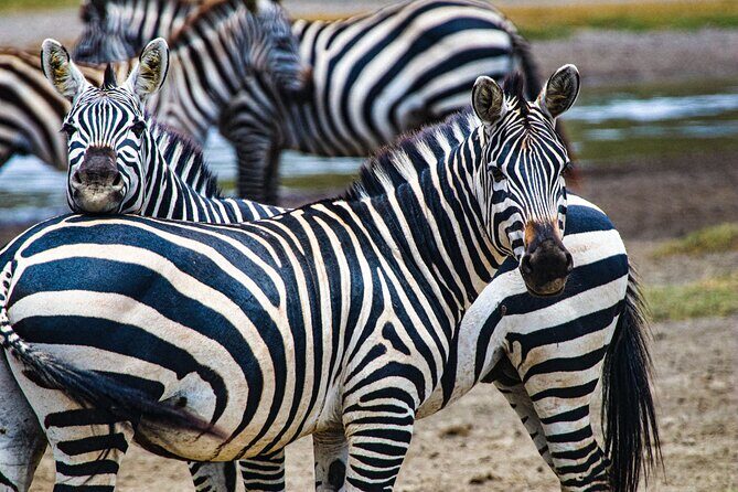 Day Tour to Tarangire National Park from Arusha - Timing, Weather, and Safari Prep for a Long Day