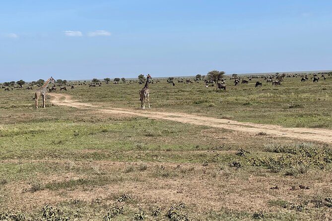 Day Tour to Tarangire National Park from Arusha - Who This Tarangire Day Tour Suits Best