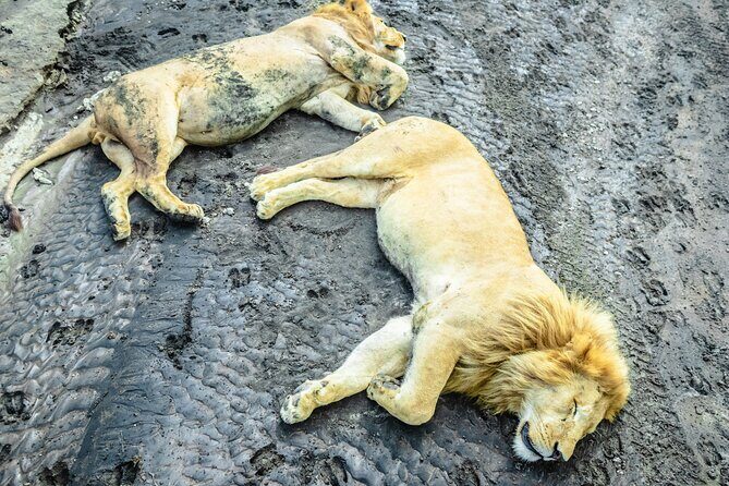 Day Tour to Tarangire National Park from Arusha - Private Pickup and WiFi on Board: The Comfort Factor