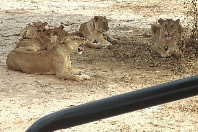 day trip tarangire - Comfort and Logistics: What’s Included, What’s Not