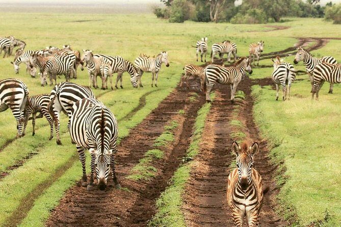 day trip tarangire - Entering Tarangire National Park: Where the Animals Show Up