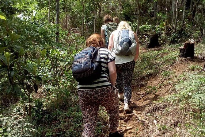 Day Trip To Lupanga Peak - Birdwatching in the Ulugurus: Livingston Turaco and hornbills on foot