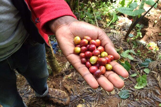 Day trip to Materuni waterfall, Coffee tour and Moshi Nightlife - Who This Tour Suits Best (and Who Should Rethink It)