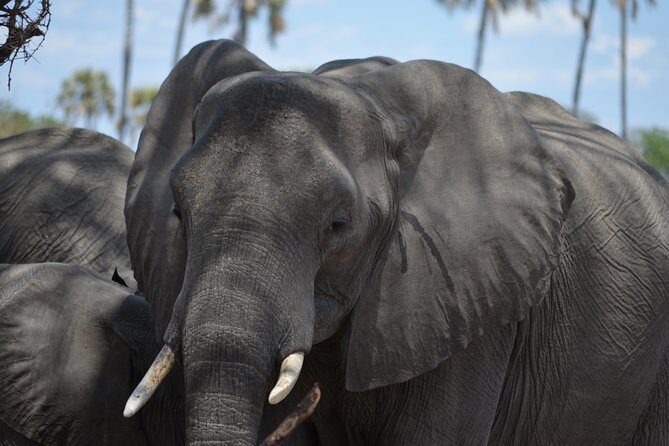 Day trip to Mikumi National Park from Dar es salaam - The Early-Start Math: Why This Day Trip Starts So Damn Early