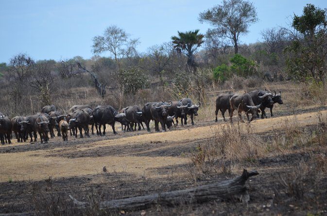 Day trip to Mikumi National Park from Dar es salaam - Hot Lunch at Mikumi NP Banda Restaurant: A Proper Reset, Not a Pause