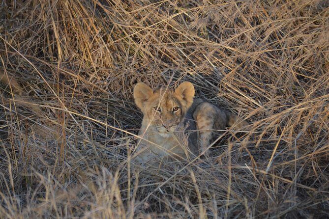 Day trip to Mikumi National Park from Dar es salaam - Who This Tour Fits Best (and Who Might Prefer Another Plan)