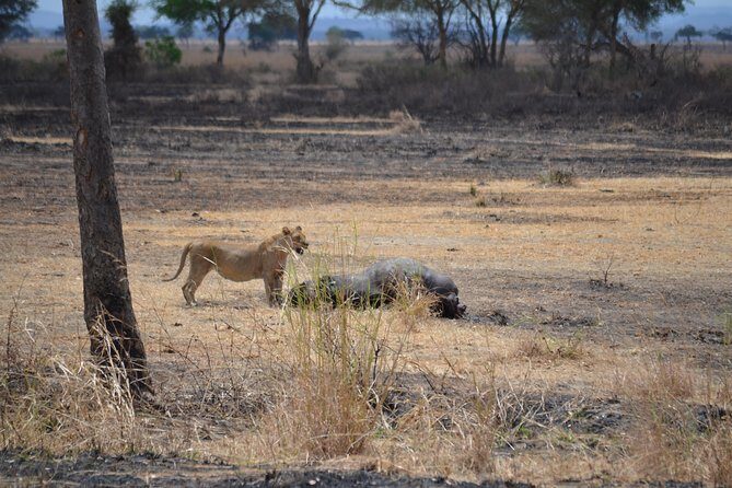 Day trip to Mikumi National Park from Dar es salaam - Price and Value: $380 Can Make Sense Here