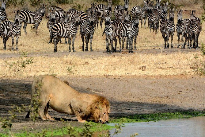 Day Trip to Ngorongoro Crater - What’s included: lunch, water, transport, and the real meaning of the package