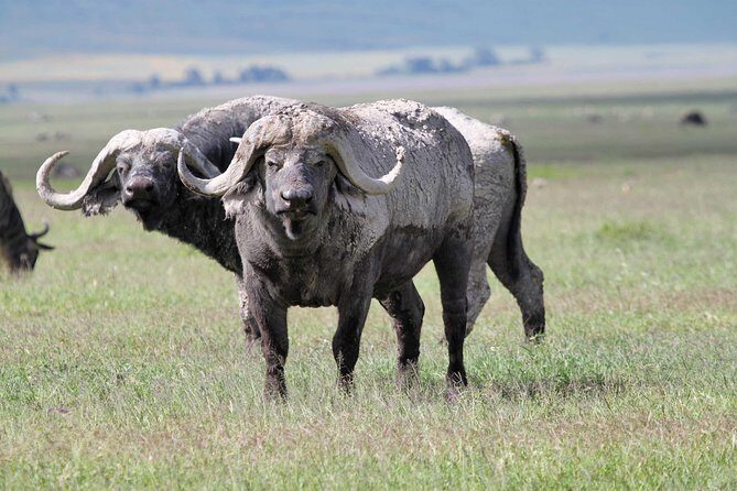 Day Trip to Ngorongoro Crater - Small group size (max 6): why it improves your Ngorongoro day