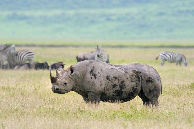 Day Trip to Ngorongoro Crater - Who should book this Ngorongoro day trip?