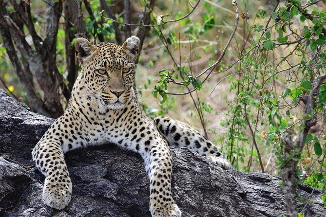 Day Trip to Ngorongoro Crater - Booking advice: how to choose the right mindset for Ngorongoro