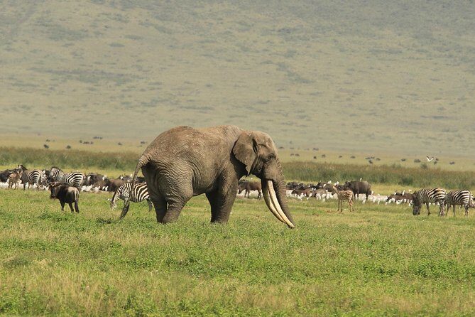 Day Trip to Ngorongoro Crater - The 600-meter descent and what you can expect on the first stop