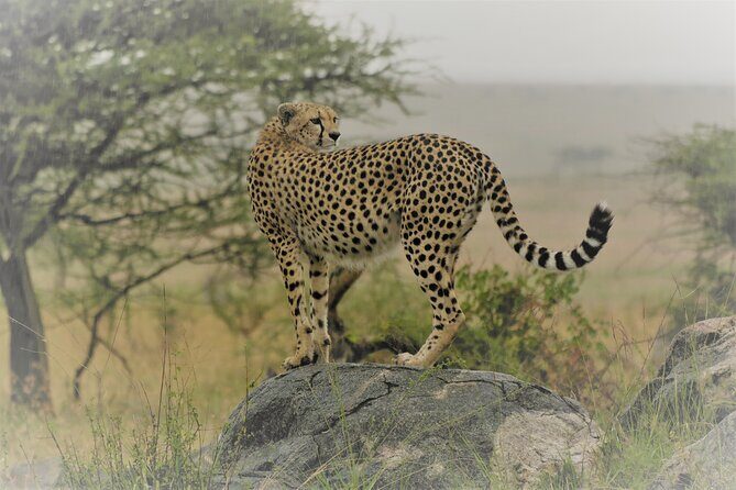 Day Trip to Selous (Nyerere) National Park Flying from Zanzibar - Key takeaways before you book