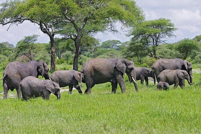 Day Trip to Selous (Nyerere) National Park Flying from Zanzibar - Private Means Personalized: Guides, Vehicle Time, and Your Questions