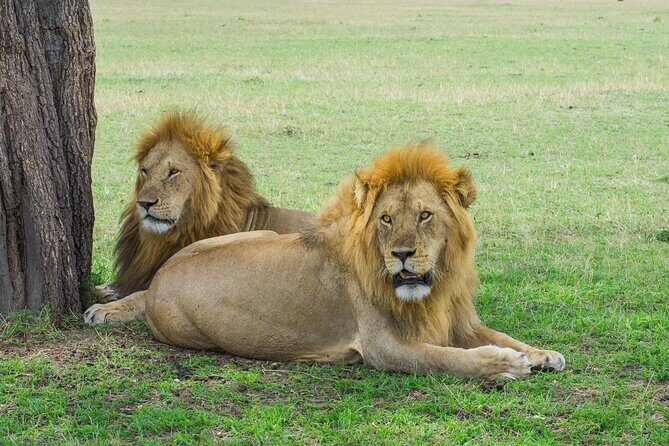Day Trip to Selous (Nyerere) National Park Flying from Zanzibar - Price and Value: Is $240 Worth a Flight-Based Day Trip?