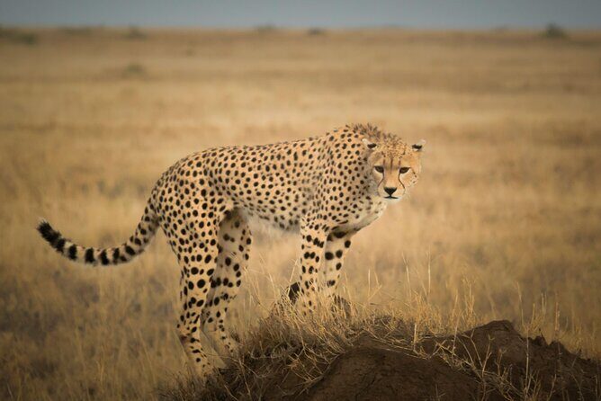 Day Trip to Selous (Nyerere) National Park Flying from Zanzibar - Should You Book This Flight-Back Day Trip to Nyerere From Zanzibar?