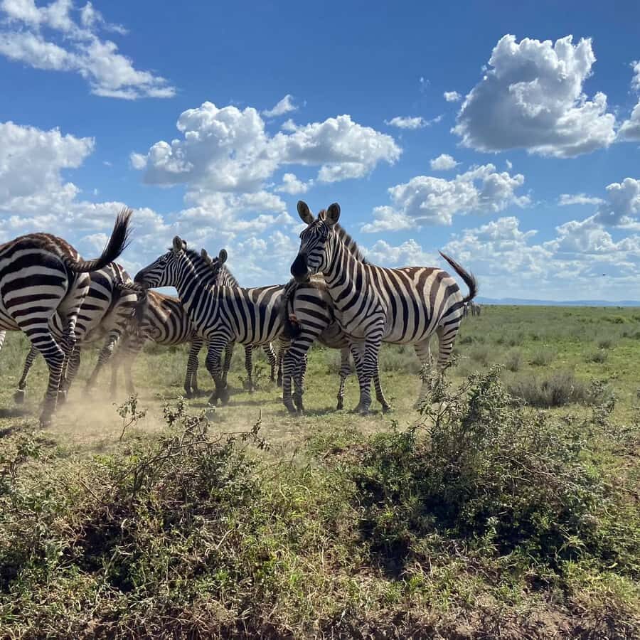 Day trip to tarangire national park - Key points worth noting before you go