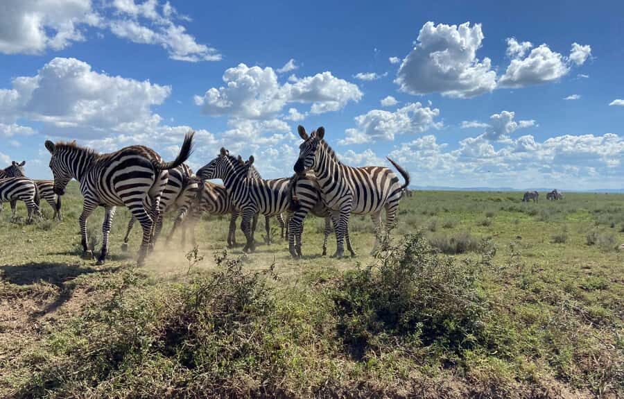Day trip to tarangire national park - Game viewing reality check: what you can reasonably aim for
