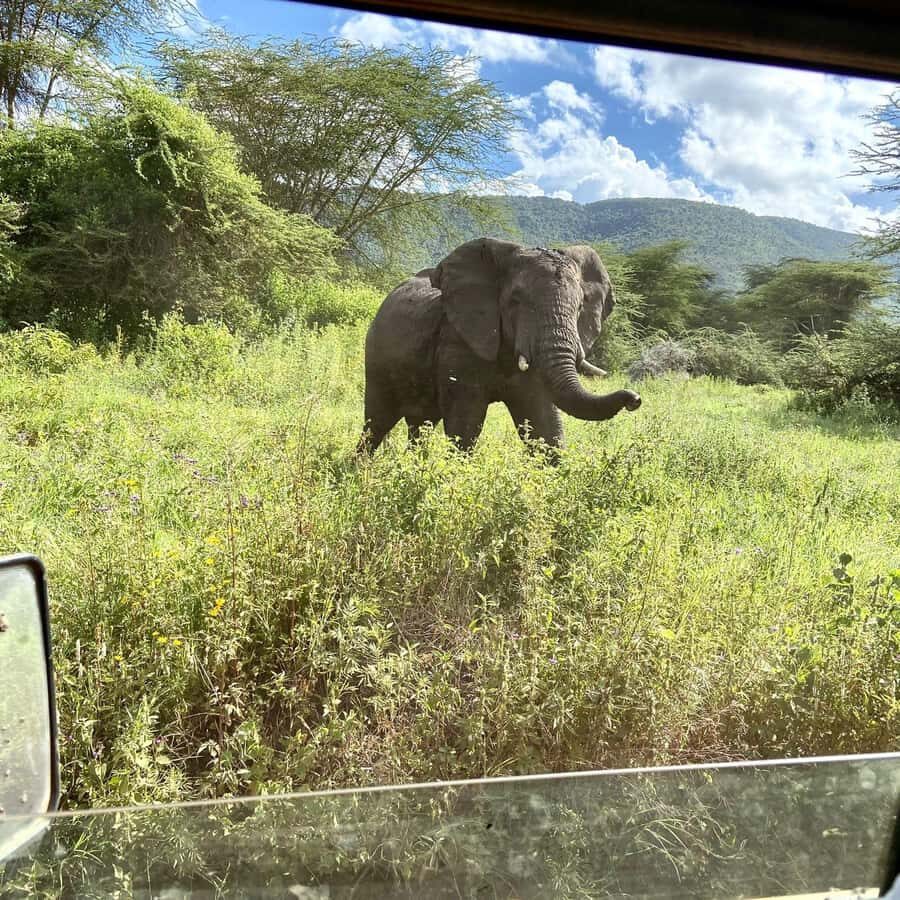 Day trip to tarangire national park - Entering Tarangire: why elephants and the river define the day