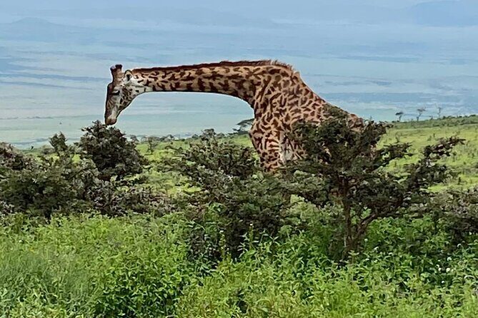 Discover Our Best 2-Day Tanzania Budget Group Lodge Safari Tour - Arusha to the Parks: How This 2-Day Safari Fits Together