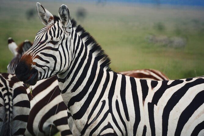 Discover Our Best 2-Day Tanzania Budget Group Lodge Safari Tour - Getting Around in a 4x4: Comfort Tips for the Bumpy Bits