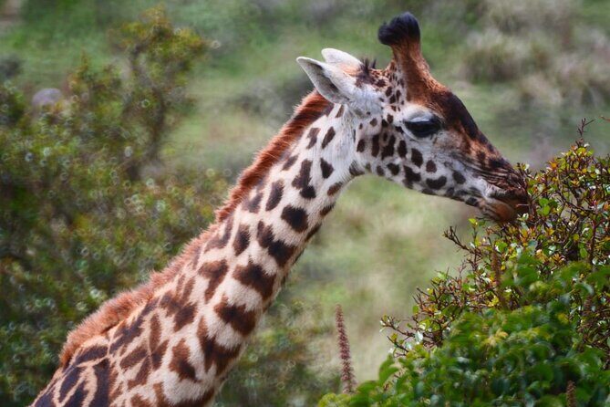 Discover Our Best 2-Day Tanzania Budget Group Lodge Safari Tour - Lodges and Meals: Full Board That Makes Budget Travel Easier