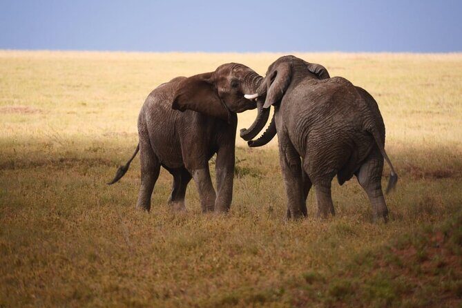 Discover Our Best 2-Day Tanzania Budget Group Lodge Safari Tour - Photo and Packing Reality Check (So Your Safari Looks Good Forever)