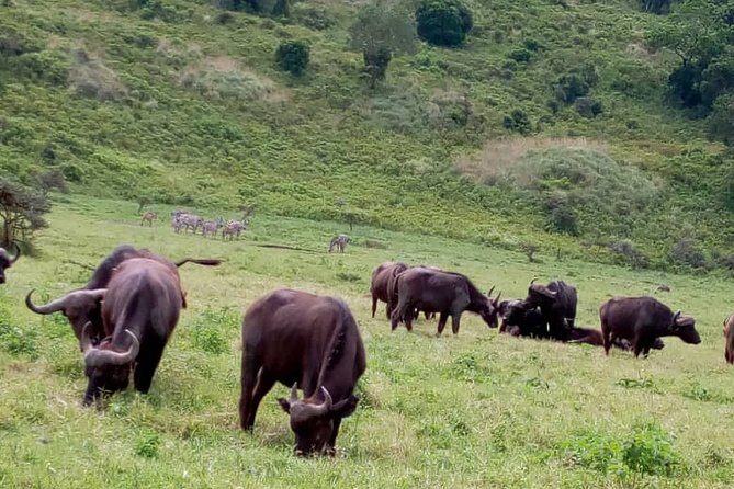 Discover Our Best 2-Day Tanzania Budget Group Lodge Safari Tour - Day 2: Ngorongoro Crater Conservation Area for Lions, Rhinos, and That UNESCO Bowl Feeling
