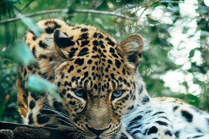 Discover Our Best Guide for 1-Day Serengeti Safari from Mwanza - Key things to know before you go