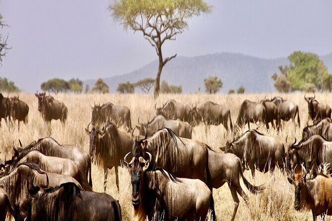 Discover Our Best Guide for 1-Day Serengeti Safari from Mwanza - The 5:30 a.m. push to Ndabaka Gate: what to expect