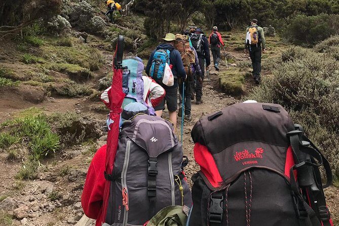 Discover The Best 7-day Kilimanjaro climbing via Machame route - The Final Descent: Mweka Camp to Moshi (Day 7)